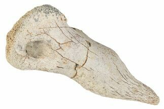 Fossil Raptor (Anzu) Metatarsal I Bone - Montana #265683