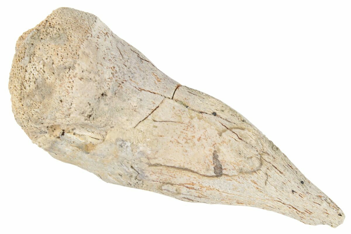 1.90 Fossil Raptor (Anzu) Metatarsal I Bone - Montana (#265683) For Sale 