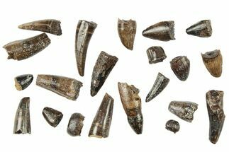 Clearance Lot: Lance Formation Fossil Reptile Teeth - Pieces #265951