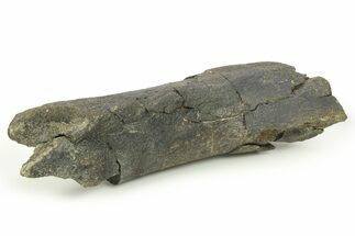 Fossil Dinosaur Limb Bone Section - Judith River Formation #265987