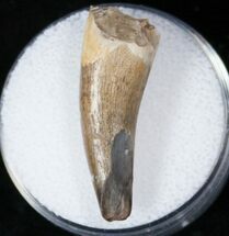 Large Anterior Phytosaur (Pseudopalatus) Tooth #15566
