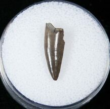 Coelophysis Tooth From New Mexico - Triassic Dinosaur #15568