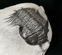 Crotalocephalus Maurus Trilobite #15556