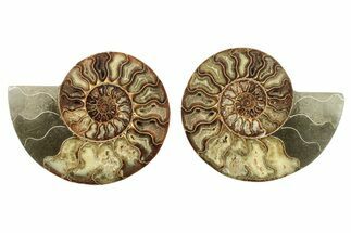 Cut & Polished, Agatized Ammonite Fossil - Madagascar #266531