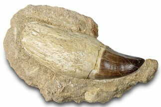 Rooted Mosasaur (Prognathodon) Tooth - Morocco #265846