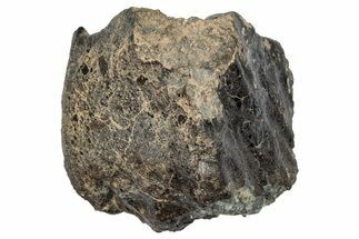 Fusion Crusted Howardite Meteorite ( g) - NWA #266244