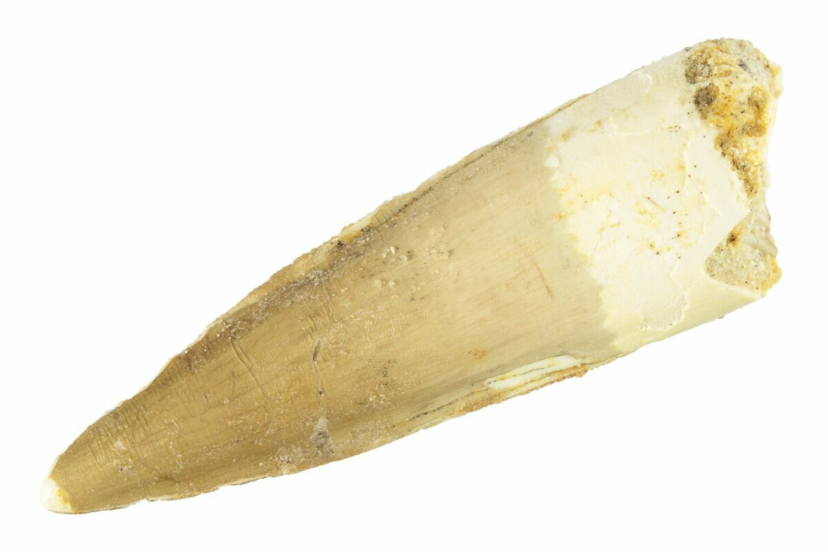 Real dinosaur teeth online for sale