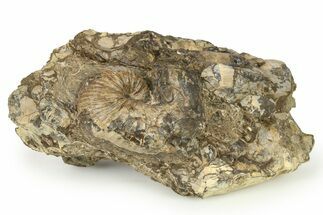 Cretaceous Fossil Heteromorph (Scaphites) Ammonite - Utah #266732