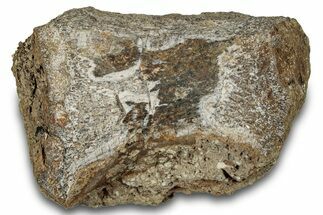 Fossil Dinosaur Vertebra Centrum - Judith River Formation #266026