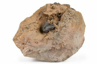 Metacanthina Trilobite With Micro-Fossils - Top Quality Specimen #267147