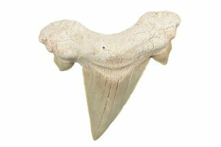 + Fossil Shark Teeth (Otodus) - Khouribga, Morocco #267349