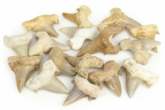 / to Fossil Otodus Shark Teeth - Khouribga, Morocco #267351
