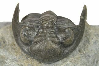 Detailed Hollardops Trilobite - Very Nice Preparation #267337