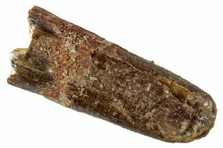 Bargain, Fossil Sauropod Dinosaur (Titanosaur) Tooth - Morocco #267269