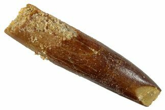 Fossil Sauropod Dinosaur (Titanosaur) Tooth - Morocco #267273
