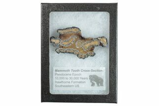 Mammoth Molar Slice with Case - South Carolina #266402