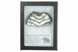 Mammoth Molar Slice with Case - South Carolina #266404
