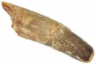 Fossil Spinosaurus Tooth - Feeding Worn Tooth #267531