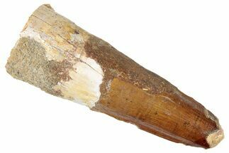 Fossil Spinosaurus Tooth - Real Dinosaur Tooth #267536