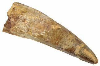 Fossil Spinosaurus Tooth - Real Dinosaur Tooth #267596