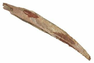 Fossil Shark (Hybodus) Dorsal Spine - Kem Kem Beds, Morocco #267692