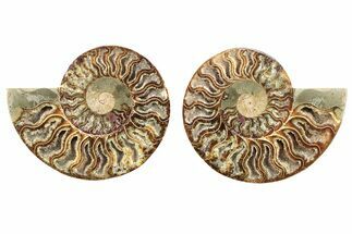 Cut & Polished, Agatized Ammonite Fossil - Madagascar #267894