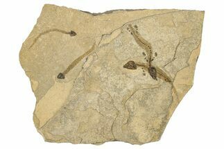 Four Permian Amphibian (Branchiosaur) Fossils - Germany #267620