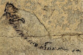 Permian Amphibian (Branchiosaur) Fossil - Germany #267621