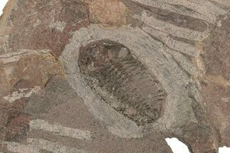 Ordovician Trilobite - Tafraoute, Morocco #267354