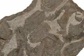 Ordovician Trilobite Mortality Plate - Tafraoute, Morocco #267363