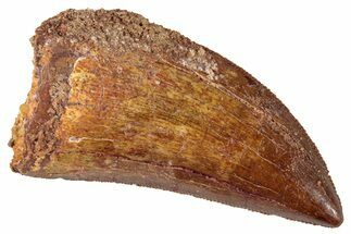 Serrated, Carcharodontosaurus Tooth - Real Dinosaur Tooth #267755