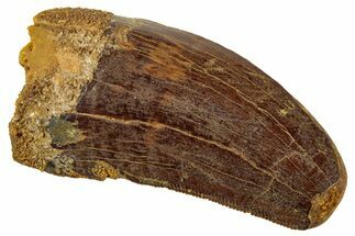Serrated, Carcharodontosaurus Tooth - Feeding Worn Tip #267791
