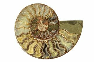 Cut & Polished Ammonite Fossil (Half) - Madagascar #267873