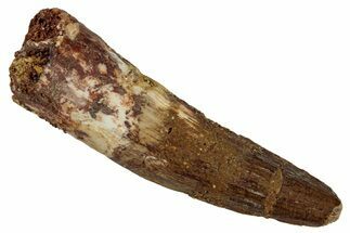 Fossil Spinosaurus Tooth - Real Dinosaur Tooth #268106