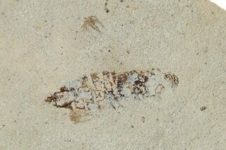 Detailed Fossil Leafhopper (Homoptera) - France #267664