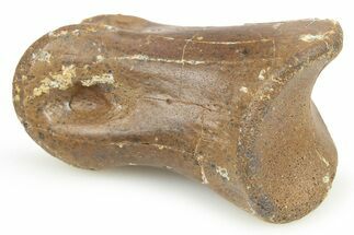 Ornithomimid (Struthiomimus) Toe Bone - Montana #268533