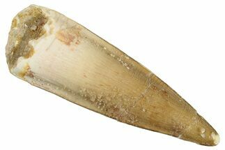Fossil Spinosaurus Tooth - Real Dinosaur Tooth #268431
