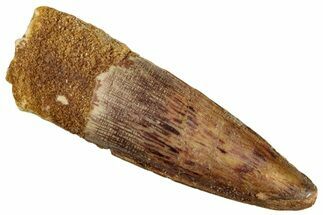 Fossil Spinosaurus Tooth - Real Dinosaur Tooth #268436