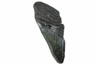 Partial Fossil Megalodon Tooth - South Carolina #268631