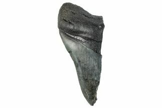 Partial Fossil Megalodon Tooth - South Carolina #268632