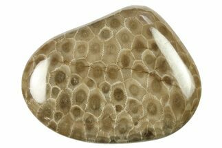 Polished Petoskey Stone (Fossil Coral) - Michigan #268012