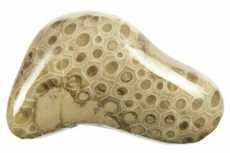Polished Petoskey Stone (Fossil Coral) - Michigan #268030
