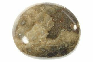 Polished Petoskey Stone (Fossil Coral) - Michigan #268033