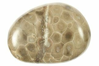 Polished Petoskey Stone (Fossil Coral) - Michigan #268036