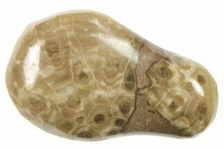 Polished Petoskey Stone (Fossil Coral) - Michigan #268038