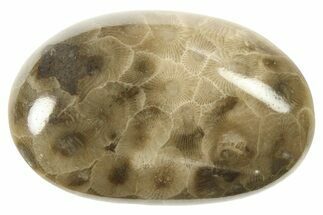 Polished Petoskey Stone (Fossil Coral) - Michigan #268041