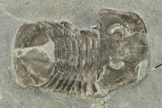 Ptyocephalus Trilobite - Fillmore Formation #269000