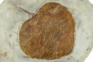 Fossil Leaf (Zizyphoides) - Montana #268152