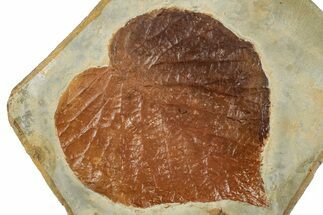 Fossil Leaf (Davidia) - Montana #268174