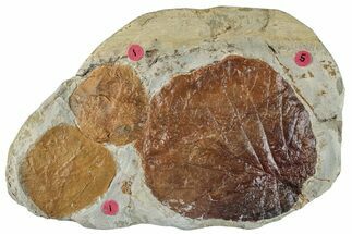 Plate with Three Fossil Leaves (Two Species) - Montana #268324